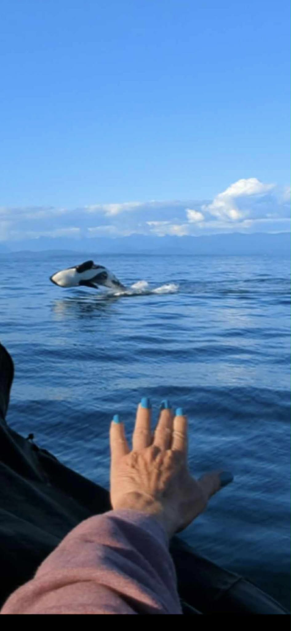 A killer whale breaching the water, with water splashing around it. A guest's hand is visible in the foreground, reaching out towards the whale.